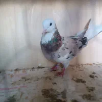 کبوتر پرشی وزینتی