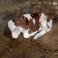 گوساله 2ماهه