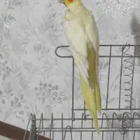 عروس هلندی|پرنده|سرپل ذهاب, |دیوار