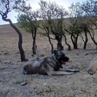 سگ گم شده|حیوانات|ملایر, |دیوار