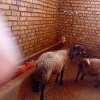 بره قوچ میش داشتی و بره ماده|حیوانات مزرعه|هرسین, |دیوار