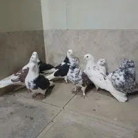 ساعت سنگین|ساعت|نورآباد, |دیوار