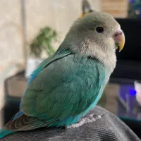 طوطی برزیلی گمشده