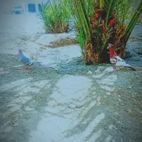 هرمزگان بخش مهران پدل و لمزان روستای هیرو