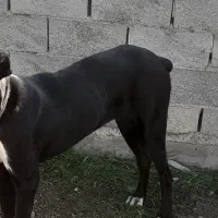 یک سگ|سگ|سیمین شهر, |دیوار