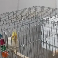 جفت عروس هلندی|پرنده|خرمشهر, |دیوار