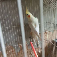 عروس هلندی