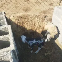 گوسفند بردار