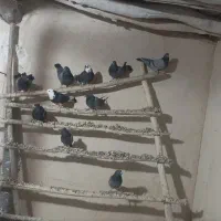 کفتر|پرنده|سردرود, |دیوار