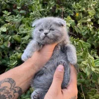 اسکاتیش فولد|گربه|نیشابور, پاستور|دیوار