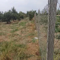 زمین،باغی سندششدانگ تک برگ،براتوبان اصلی|فروش زمین و ملک کلنگی|بندر گز, |دیوار