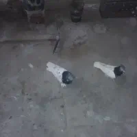 کبوتر|پرنده|شیراز, شهرک گلستان|دیوار