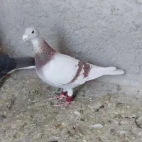 کفتر کبوتر فروشی