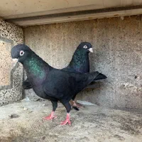 فروش چند جفت پا جفتی|پرنده|رودان, |دیوار