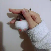 جوجه رنگی|صنایع دستی و سایر لوازم تزئینی|ساوه, |دیوار