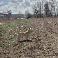 واگذاری پاکوتاه ماده