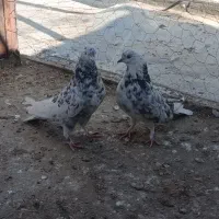 کبوتر صدا کن.|پرنده|شهرکرد, |دیوار