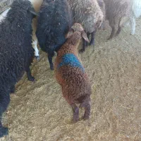 عشایری پرواری گوشت لذیذ وخوش طعم گوسفند زنده