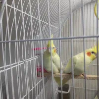 جوجه عروس هلندی دو ماهه|پرنده|بندر گز, |دیوار