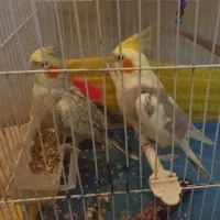 عروس هلندی|پرنده|آشخانه, |دیوار