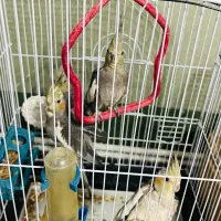 عروس هلندی|پرنده|کرج, کمالشهر|دیوار