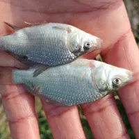 بچه ماهی کپور طلایی،آمور،قزل الا|ماهی|تهران, دانشگاه شریف|دیوار