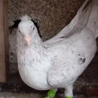 کبوتر سرور|پرنده|آستانه اشرفیه, |دیوار