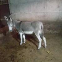 فروش الاغ ماده گوسفندی