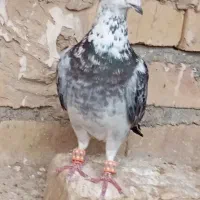 سار گرفتنی