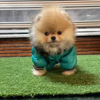 سگ توله پامرانین پامر pomeranianخرسی گرید A++