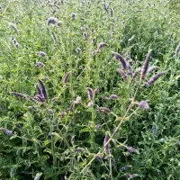 پونه|خوردنی و آشامیدنی|هرسین, |دیوار