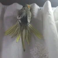 فروش عروس هلندی