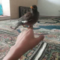 مرغ مینا کاملا دستی