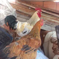 مرغ وخروس محلی