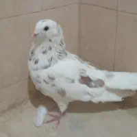 کبوتر|پرنده|شادگان, |دیوار