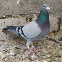 کبوتر  عتیقه جوجه و بزرگ|پرنده|آزادشهر, |دیوار