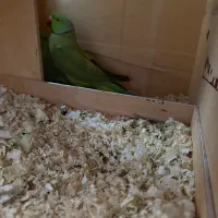 طوطی ملنگو جفت کارداده