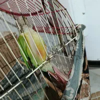 طوطی گرینجیک|پرنده|گرگان, |دیوار