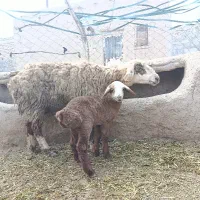 میش بره دار