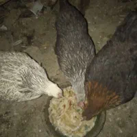 مرغ محلی چند رنگ|حیوانات مزرعه|قدس, شهرقدس|دیوار