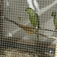 طوطی ملنگو|پرنده|جیرفت, |دیوار