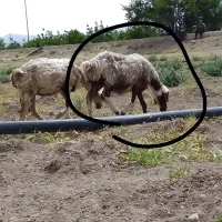میش و بره|حیوانات مزرعه|پاسارگاد, |دیوار