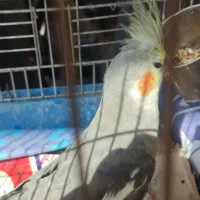 عروس هلندی|پرنده|پاوه, |دیوار