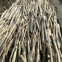 خرید انواع چوب