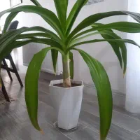 گل پاندانوس