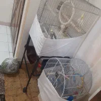 عروس هلندی جف بابچشون|پرنده|تهران, گیشا|دیوار