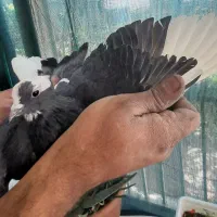 کبوتر پرشی|پرنده|ابریشم, |دیوار