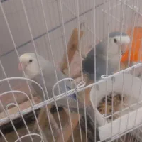 طوطی برزیلی|پرنده|مرودشت, ژیان|دیوار