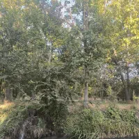 باغ با انواع میوه|فروش دفتر صنعتی، کشاورزی، تجاری|نهاوند, |دیوار