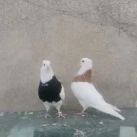 ماده طوقی سیاه کرمانشاهی